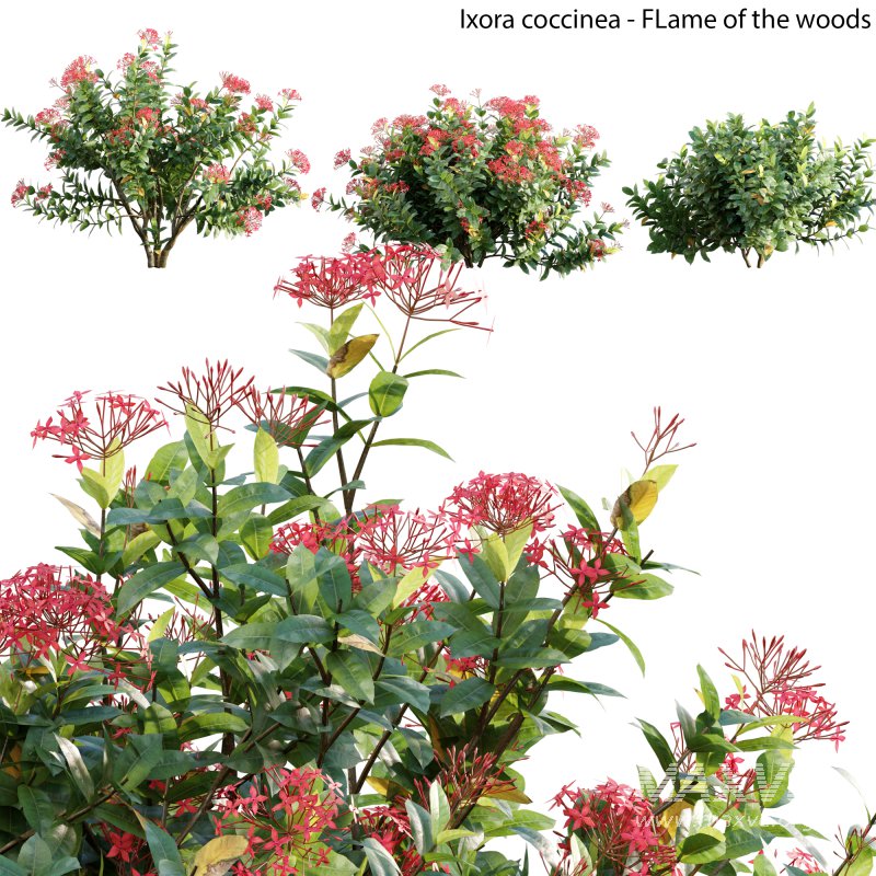 Ixora coccinea – flame of the woods – 02 - Image 1