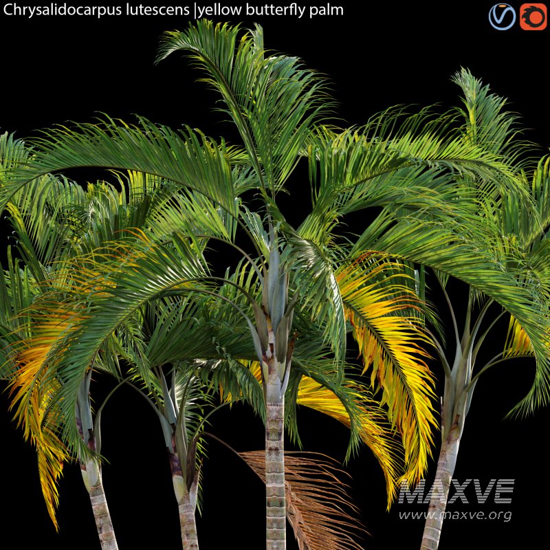 Chrysalidocarpus lutescens – yellow butterfly palm – 02 - Image 2