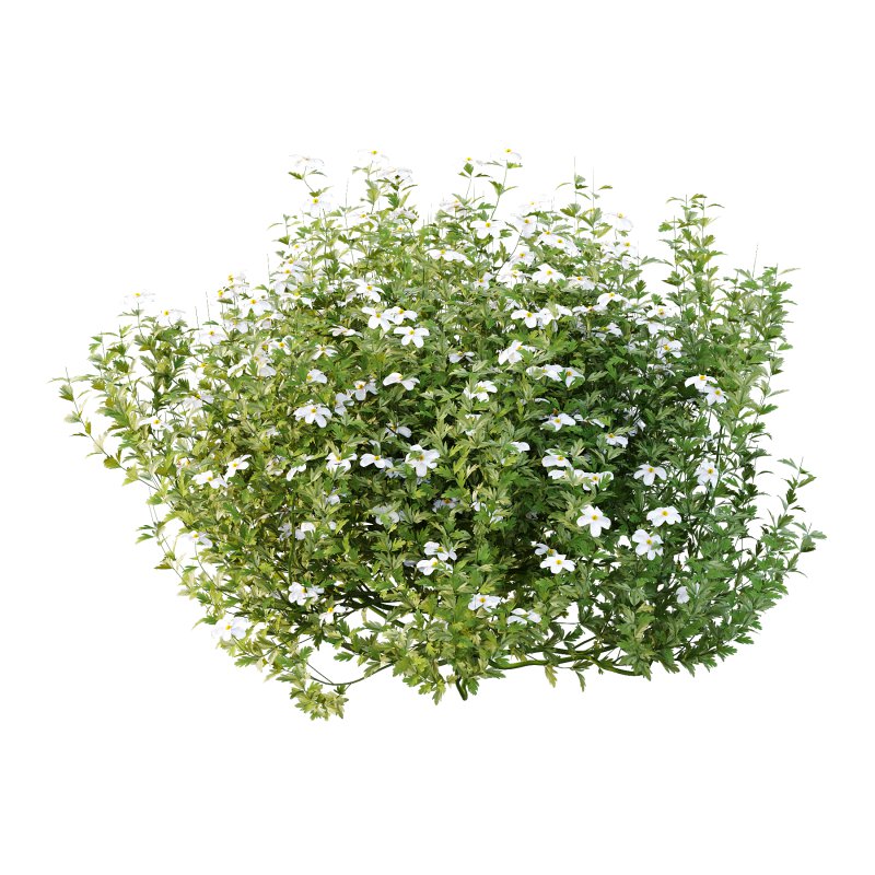 Different bush 05 - Image 3