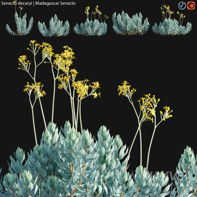 Senecio decaryi – Madagascar Senecio – 01 - Image 1