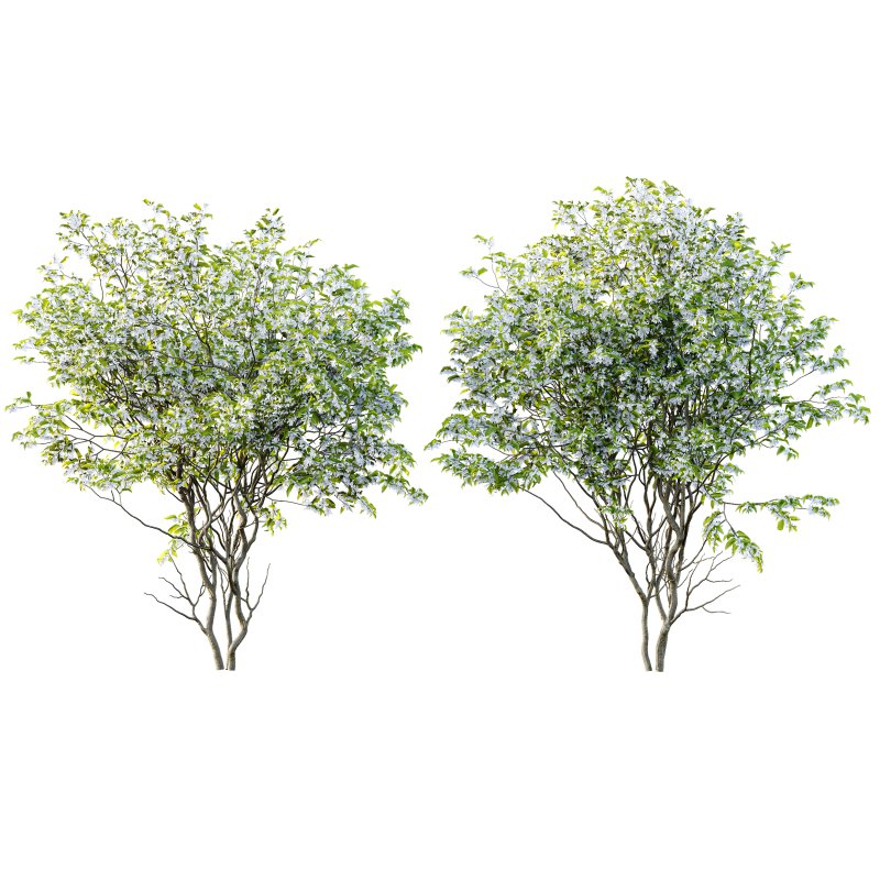 ntal presence. - Image 3