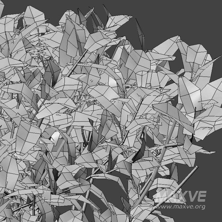 Ixora coccinea – flame of the woods – 03 - Image 5