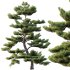 AV Plants Pinus Bonsai Sylvestris Pine Parviflora Scotch Contorta04 - Thumbnail 2