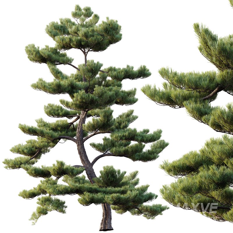 AV Plants Pinus Bonsai Sylvestris Pine Parviflora Scotch Contorta04 - Image 2