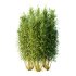 Bamboo Bambusoideae Bush 02 - Thumbnail 2