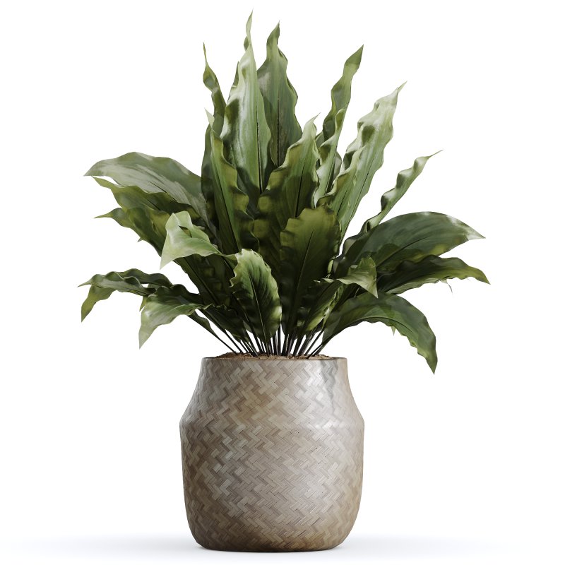 The AV Indoor Plants Set 219 - Image 5