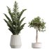 AV Indoor plants set 207 Olive Artificial and Zamiifolia Aracea and Aspidistra Elatior and Licuala Grandis and Ficus Benjamina - Thumbnail 4