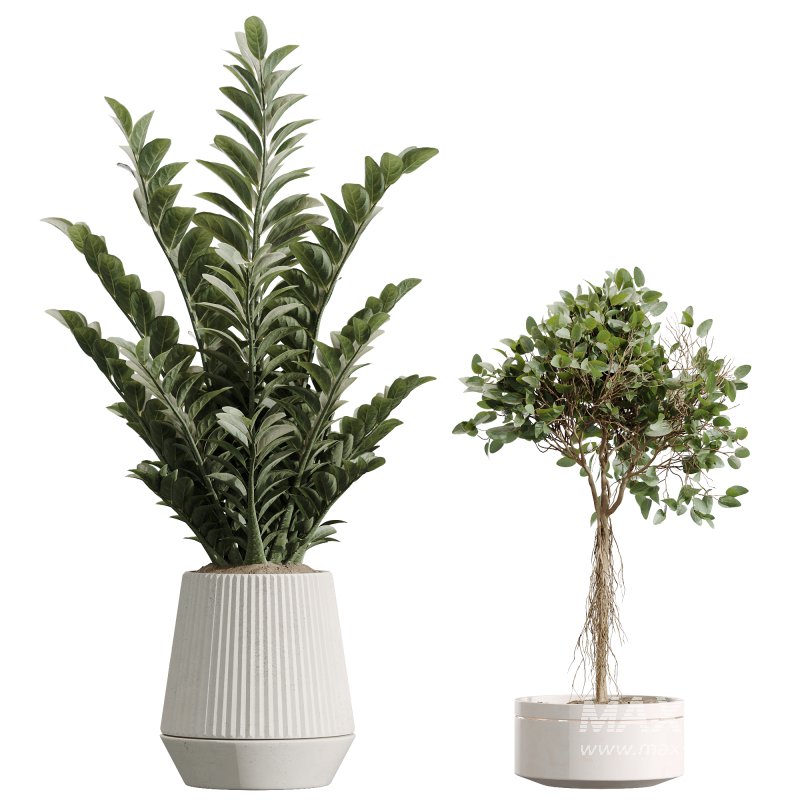 AV Indoor plants set 207 Olive Artificial and Zamiifolia Aracea and Aspidistra Elatior and Licuala Grandis and Ficus Benjamina - Image 4