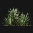 Yucca gloriosa – Mound Lily 01 - Thumbnail 6