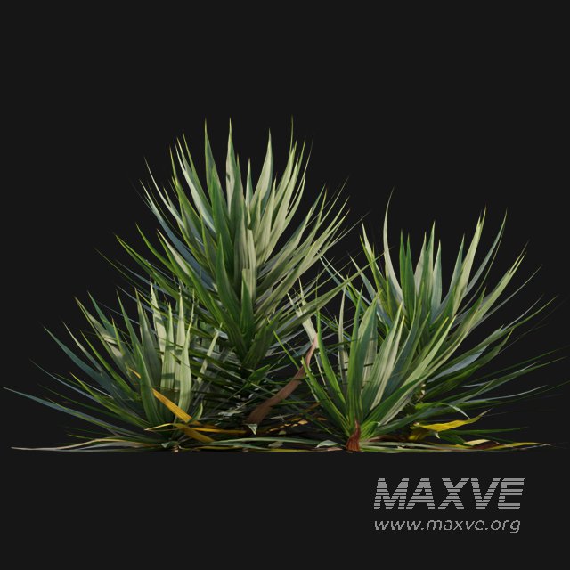 Yucca gloriosa – Mound Lily 01 - Image 6