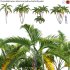 Chrysalidocarpus lutescens – yellow butterfly palm – 01 - Thumbnail 1