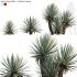 Agave Angustifolia – Caribbean Agave – 01 - Thumbnail 1