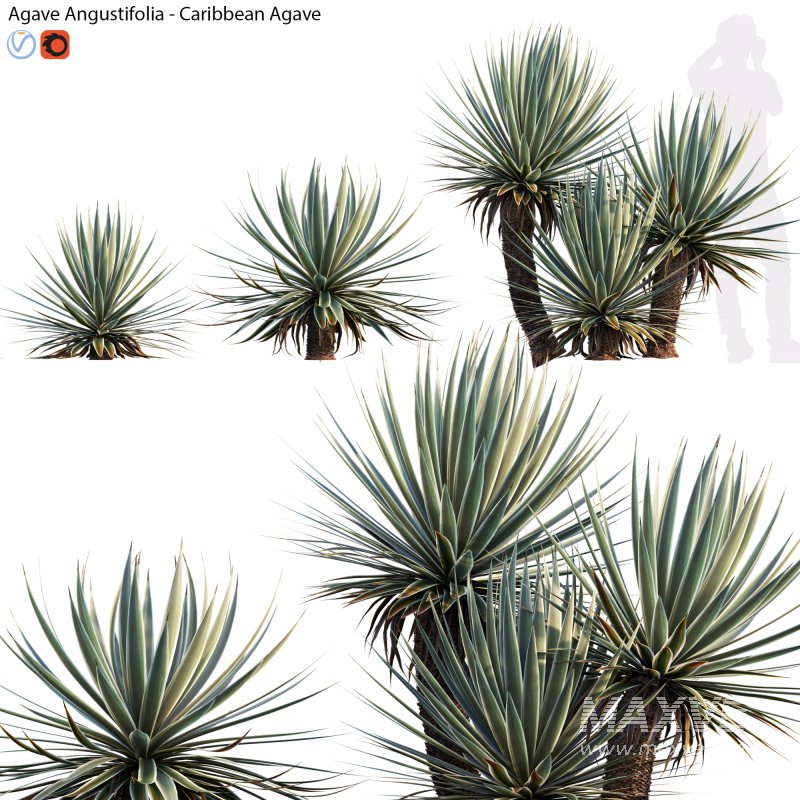 Agave Angustifolia – Caribbean Agave – 01 - Image 1