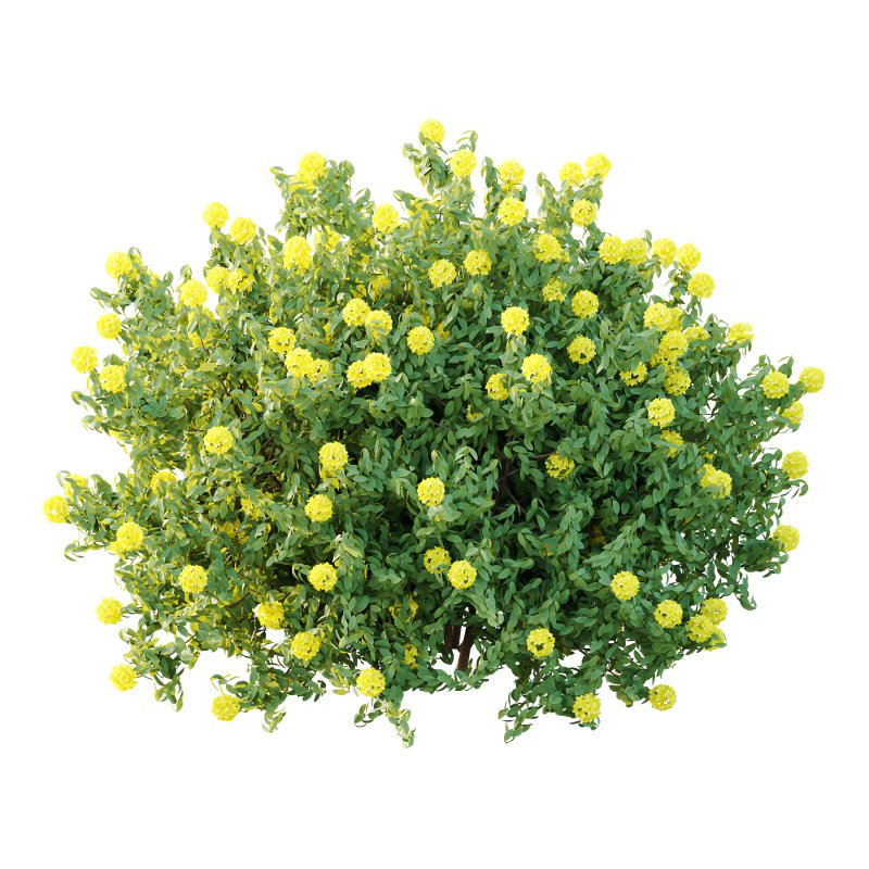 Rhododendron Arboreum Bush 05 - Image 2