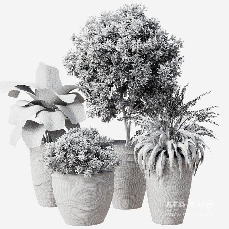 Outdoor Plant 42 - Image 6