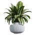 AV Indoor Plants Set 232 Branche Decorative and Bird Of Paradise and Ficus Elastica and Pelagio Palm - Thumbnail 6