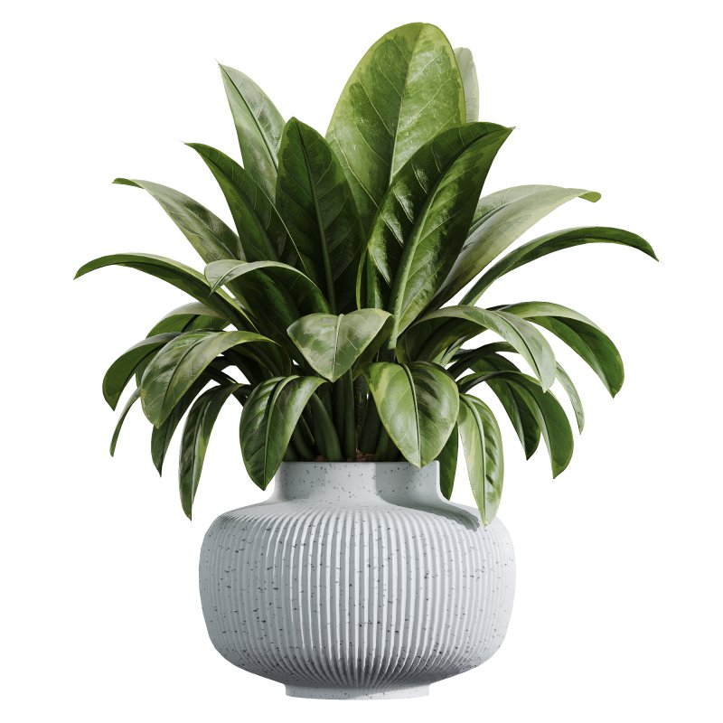 AV Indoor Plants Set 232 Branche Decorative and Bird Of Paradise and Ficus Elastica and Pelagio Palm - Image 6