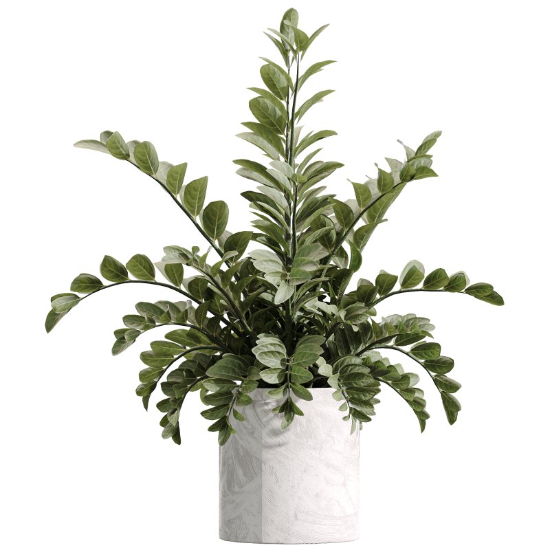 AV Indoor Plants Set 234 Areca Palm Lemon Lime Cane Dragon Zamiifolia Alocasia Eucalyptus - Image 3