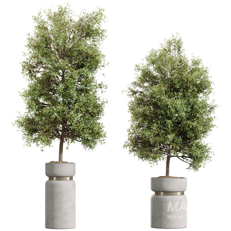 AV Indoor Plant Set 215 Mission Olive Spathiphyllum Lily Domino Alocasia Jardin Brisbanensis - Image 3