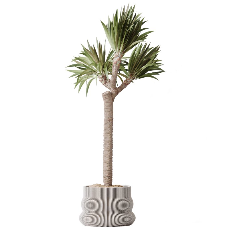 AV Premium Indoor Plants Set 212 Mission Olive ParadiseBird Yucca Areca - Image 4