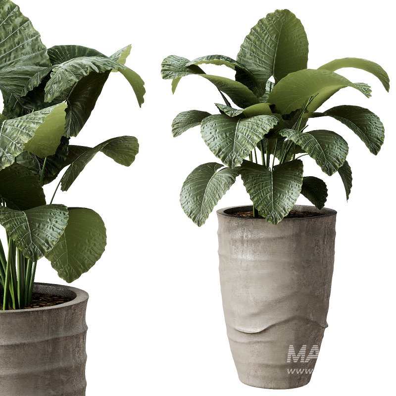 Outdoor Plant 42 - Image 4