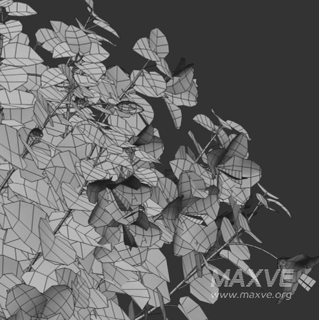 Chinese hibiscus – Hibiscus rosa-sinensis – 03 - Image 4