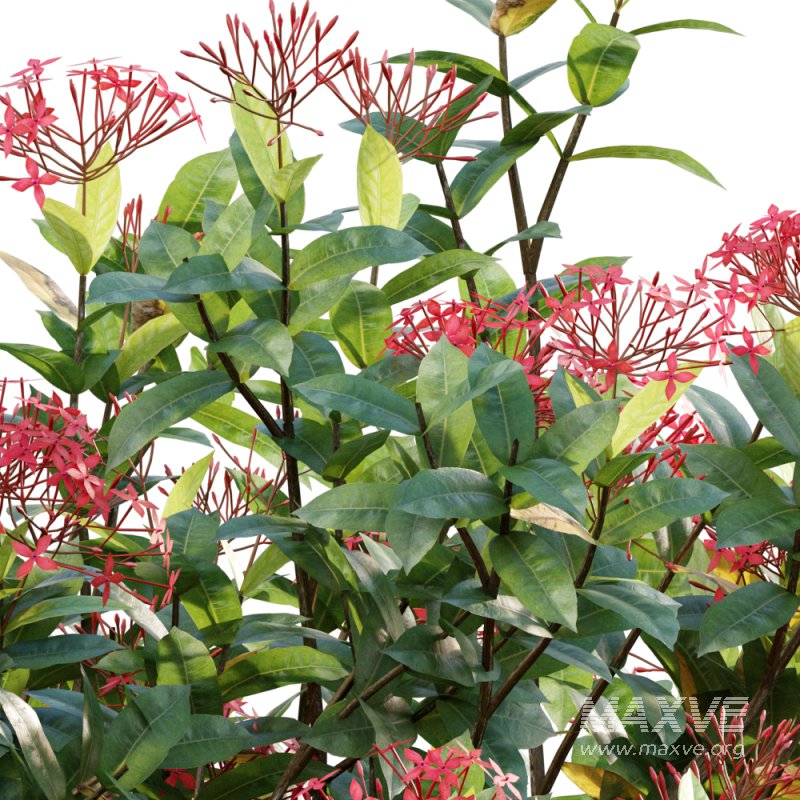 Ixora coccinea – flame of the woods – 01 - Image 2