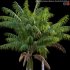 Howea forsteriana Mature – Kentia Palm Mature – 02 - Thumbnail 2