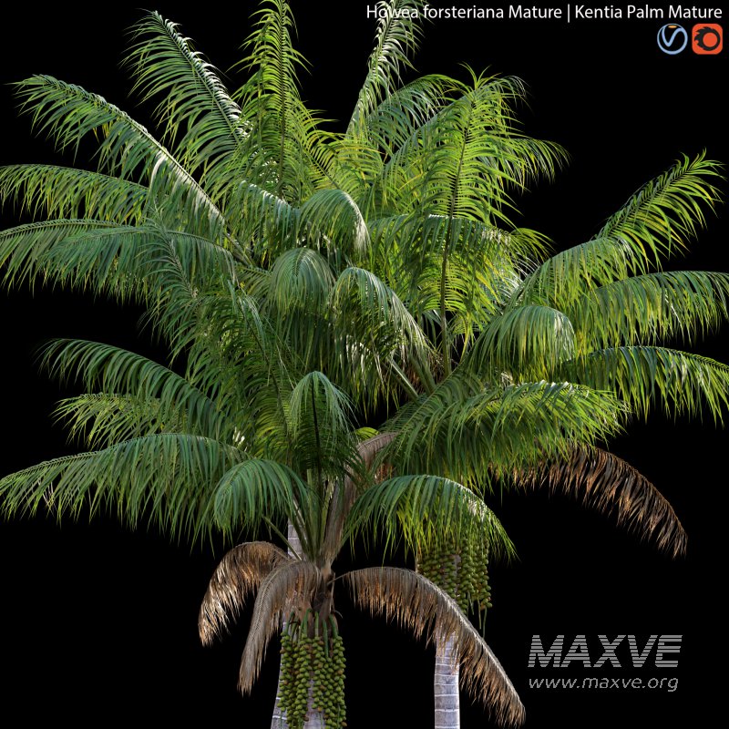 Howea forsteriana Mature – Kentia Palm Mature – 02 - Image 2