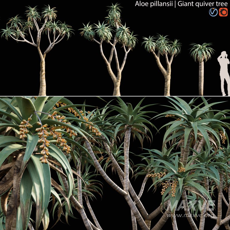 Aloe Pillansii, Aloidendron Pillansii – Giant Quiver Tree, Bastard Quiver Tree – 02 - Image 1