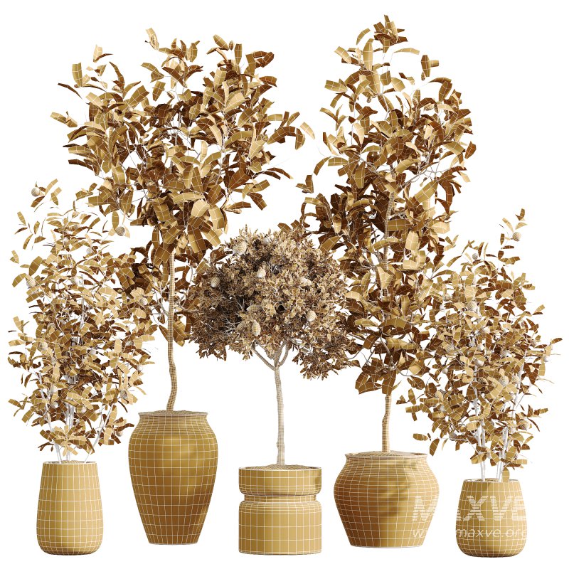 AV Indoor plants set 214 Briful Pachira Aquatica and Citrus Fruit Bonsai China Orange Tree and Fruit Lemon Calamondin Tree - Image 8