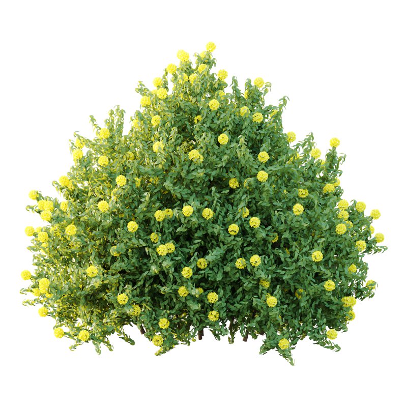 Rhododendron Arboreum Bush 06 - Image 4