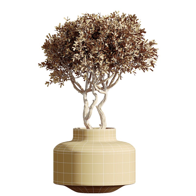 AV Indoor Plants Set 233 Olive Wilsonii and Mission Chemlali Olive and Ficus African Fig and Ficus Benjamina - Image 5