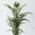 AV Indoor Plant Set 216 Olive Artificial Dracaena Warneckii Lemon Calathea Lutea Areca Palm - Thumbnail 4