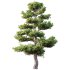 AV Plants Pinus Bonsai Sylvestris Pine Parviflora Scotch Contorta02 - Thumbnail 1