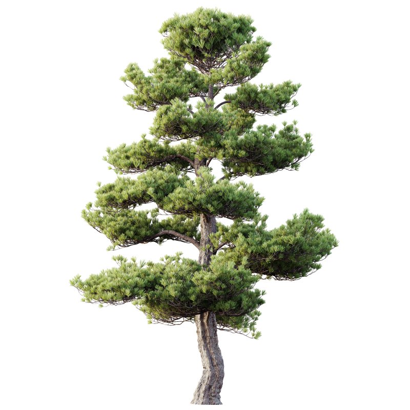 AV Plants Pinus Bonsai Sylvestris Pine Parviflora Scotch Contorta02 - Image 1