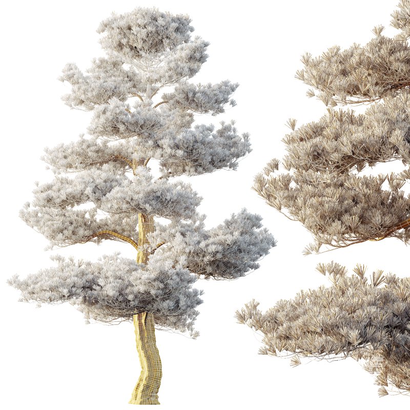 AV Plants Pinus Bonsai Sylvestris Pine Parviflora Scotch Contorta02 - Image 3