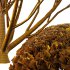 Pinus Mugo Bush001 - Thumbnail 3