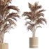 AV HousePlants Areca Majesty Cat Reed Palm Set02 - Thumbnail 3