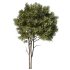 Tree Set32-Urban tree - Thumbnail 3