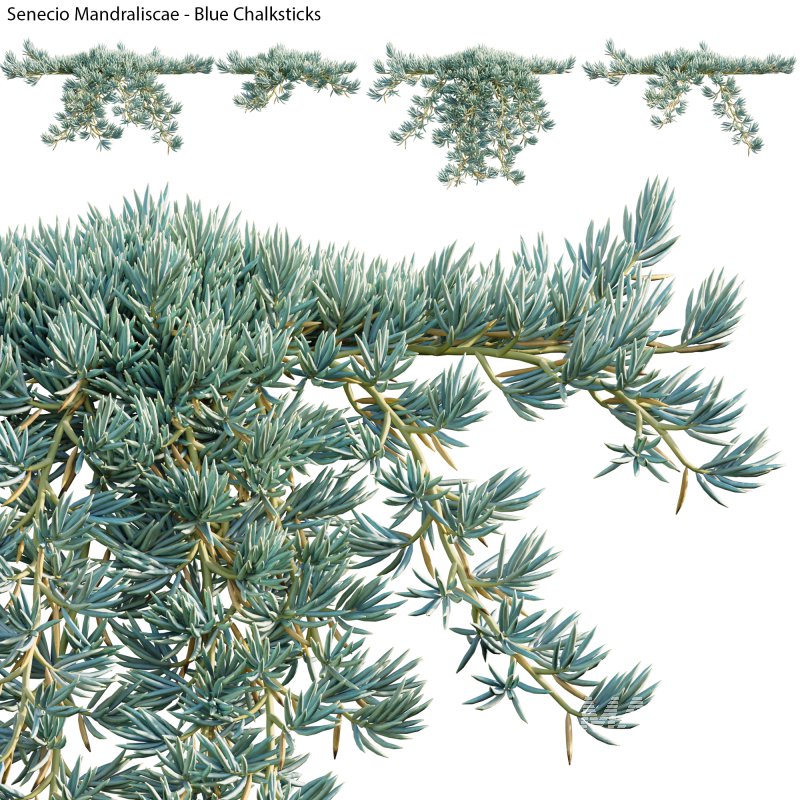 Senecio Mandraliscae – Blue Chalksticks – 02 - Image 1