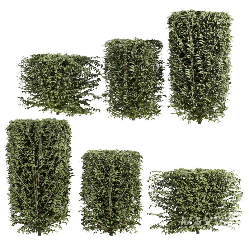 bush plants set - Image 2