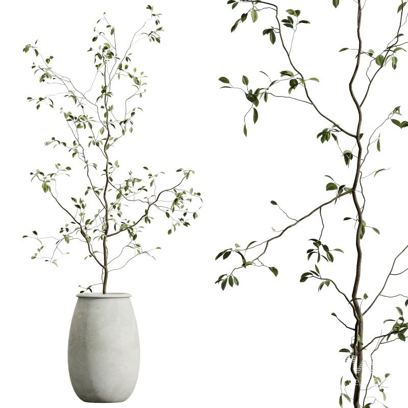 AV HousePlants Japandi Decorative Minimalism Ficus Dracaena Marginata30 - Image 2