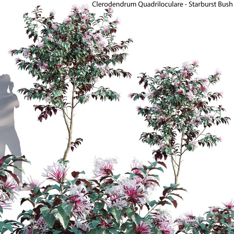 Clerodendrum Quadriloculare – Starburst Bush – 01 - Image 1