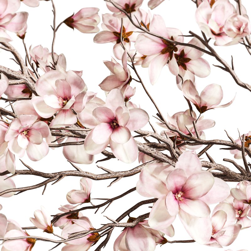 Magnolia Blossom Branches in White Ceramic Vase - Image 4
