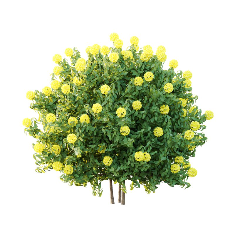 Rhododendron Arboreum Bush 01 - Image 4