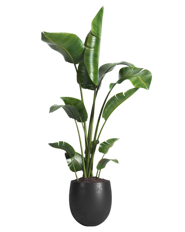 indoor plant 05 - Image 4