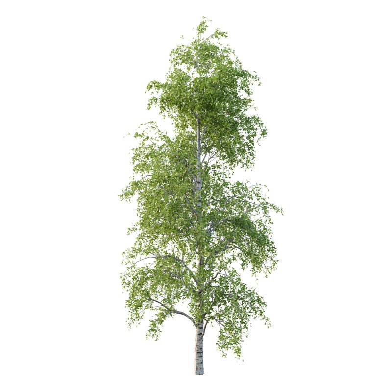 Betula Pendula Tree 07 - Image 1