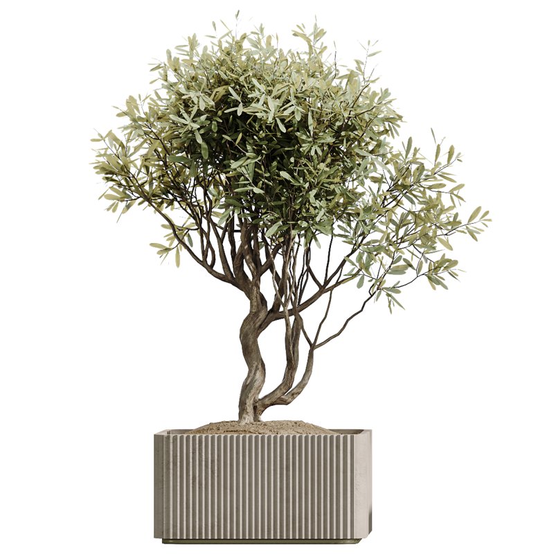 AV Indoor Plants Set 227 Mission Kalamata Leccino Arbequina Wilsonii Chemlali Olive - Image 5