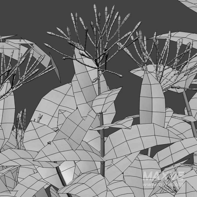 Ixora coccinea – flame of the woods – 01 - Image 4